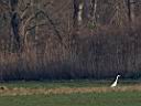 IMG_2662w.jpg